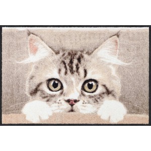 salonlöwe-fussmatte-wohnung-eingangsbereich-nosy-cat--waschbar