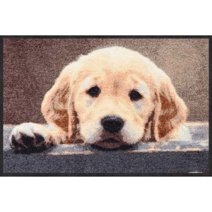 salonlöwe-fussmatte-wohnung-eingangsbereich-nosy-dog-waschbar