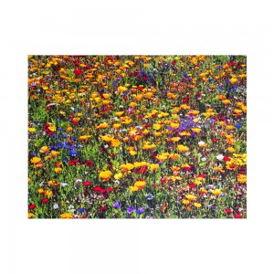 Sun & Fun Teppich Blumenwiese Premium
