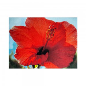 Sun & Fun Teppich Mohnblume Premium