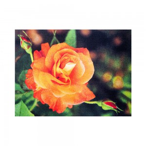 Sun & Fun Teppich Rose Premium